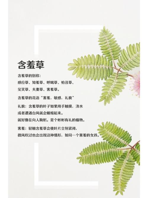 未来影院：沉浸式VR观影体验与私人定制包场服务指南